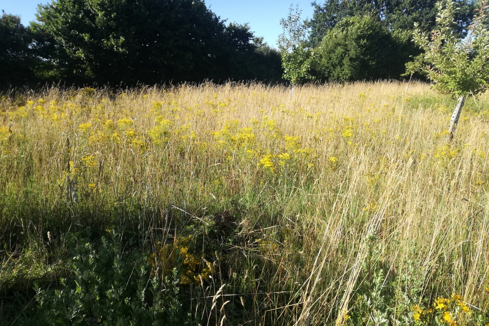 Ausgleichsfläche am Hainbuchenring