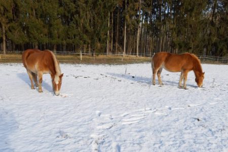 Die Ponys fühlen sich auch im Schnee pudelwohl