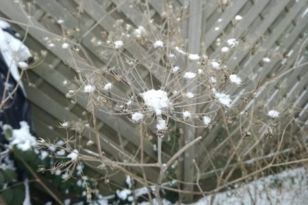 Der Schnee setzt in den Samenständen des Bronzefenchels neue Akzente