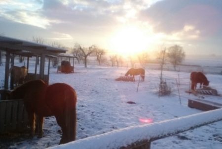 Gibt es in Klempau eigentlich mehr Pferde als Menschen? (Foto: C.O.)