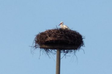 Der Storch Auf Dem Dorfnest