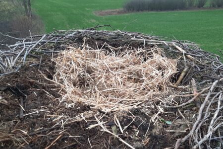 Nest mit frischem Nistmaterial