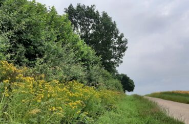 Intakter Knick Mit Überhälter Und Saum (Foto: Volker Rudolph)