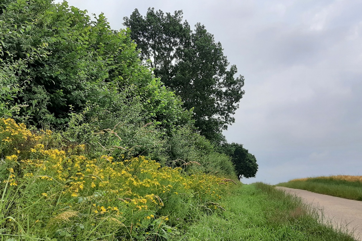 Intakter Knick mit Überhälter und Saum (Foto: Volker Rudolph)