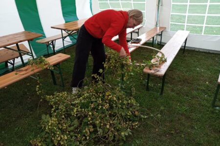 Beim Binden eines Hopfenkranzes